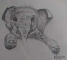 Baby Elephant uncompleted pencil drawing