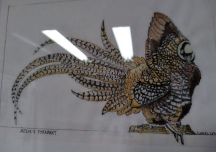 Pencil drawing of boa outline