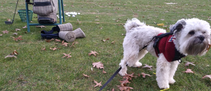 Dante at the golf course in his first crochet sweater